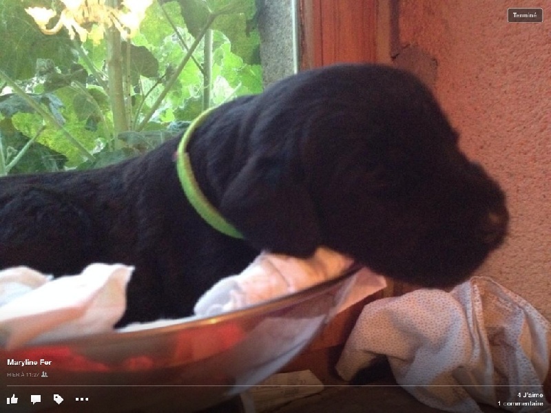 Les Bébés d'Ermine et Hagrid 2014