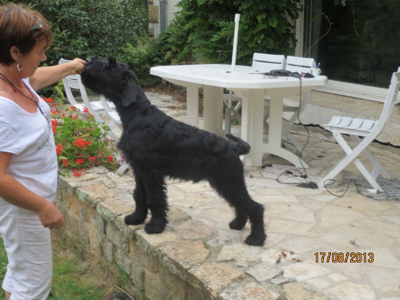 CHIOTS DU MANOIR DE BEAUPRE