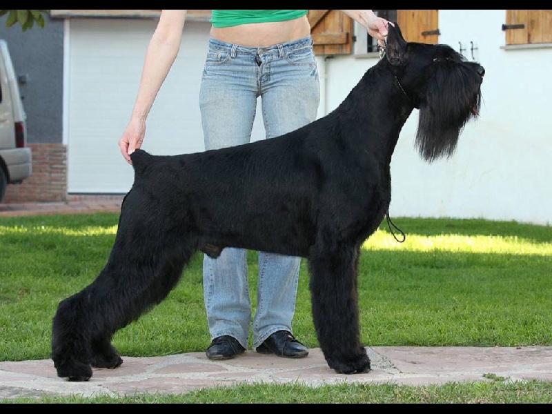 Wesley Snipes De Nigraderma