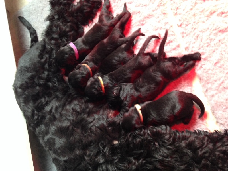 Chiots Ermine et Wesley 2016