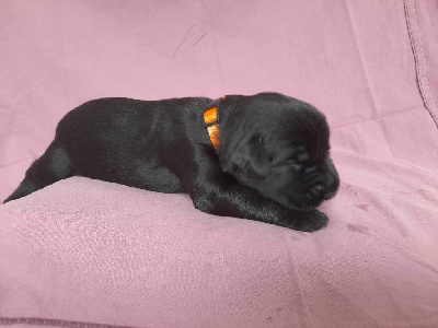 CHIOT 7