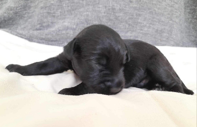 CHIOT 6