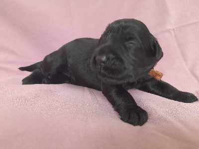 CHIOT 8