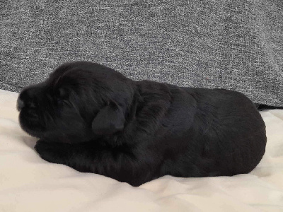CHIOT 5