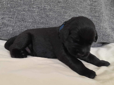 CHIOT 3