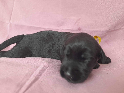 CHIOT 9