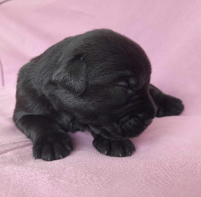 CHIOT 11