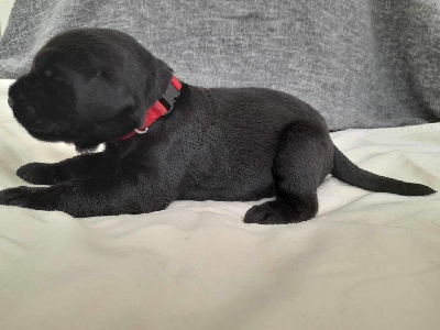 CHIOT 2