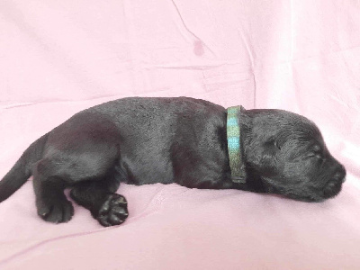 CHIOT 10